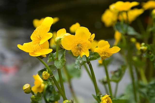 FH_VP_5060(Caltha palustris).jpg - Dotterbloem